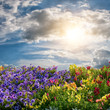 Flower meadow and majestic clouds