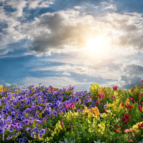 Photo: Flower meadow and majestic clouds Flower meadow and majestic clouds