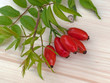 Hagebutten - Rosa canina