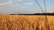 Video: Field Field