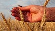 Video: Hand in Wheat Field Hand in Wheat Field