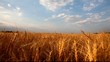 Video: Field Field