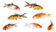 Koi Carp isolated on white background with clipping path