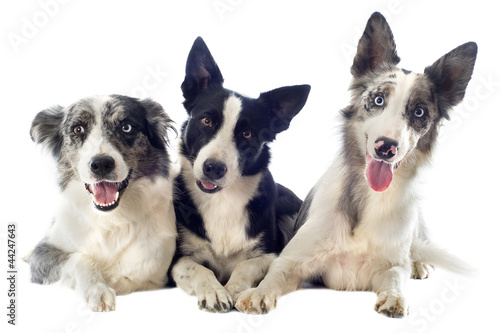 Photo: border collies border collies