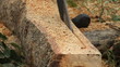 Video: chainsaw to cut slices from a log. Sawdust flying. chainsaw to cut slices from a log. Sawdust flying.