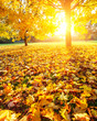 Sunny autumn foliage