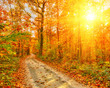 Pathway In The Autumn Forest