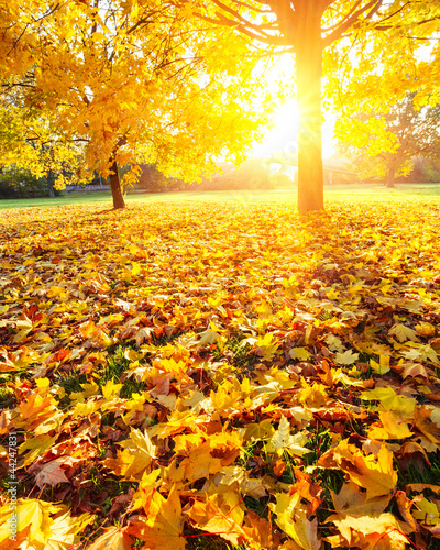 Photo: Sunny autumn foliage Sunny autumn foliage