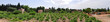 Wineyard in front of Alhambra, Granada, Spain