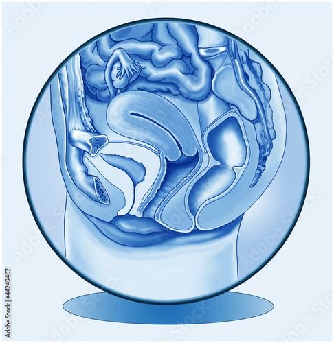 Illustration: Weibliche Geschlechtsorgane.Symbolgrafik.Blau Weibliche Geschlechtsorgane.Symbolgrafik.Blau