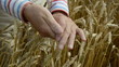 farmer  grind and looking crop  ears