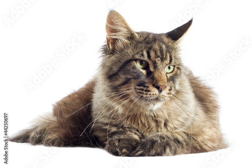 Photo: maine coon cat maine coon cat