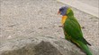 Australiens Regenbogenlori
