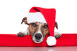 christmas dog santa baby