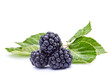 bramble fruit healthy food