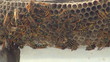 Hornets, wasps in nest