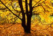 Autumn tree in sunshine