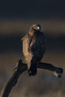 Maeusebussard, Buteo Buteo
