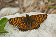 Glanville Fritillary Butterfly