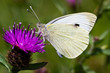 Large White Butterfly