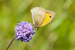 Meadow Brown Butterfly