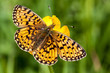 Pearl Bordered Fritillary
