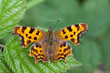 Comma - Polygonia c-album