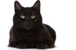 Katze