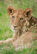junger Loewe, Serengeti