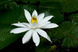 White lotus  in the pond