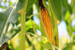 Mais