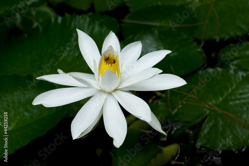 Photo: White lotus in the pond White lotus in the pond