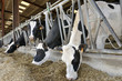 Vaches Prim'Holstein