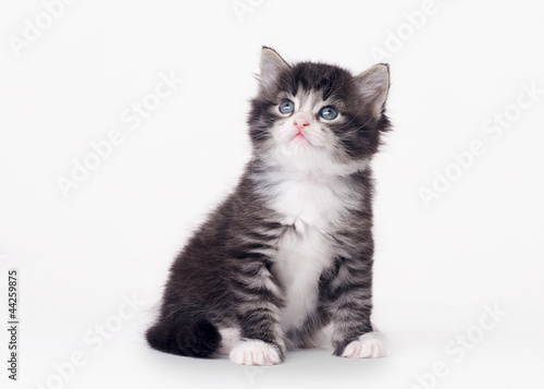 Photo: small siberian kitten on white background small siberian kitten on white background