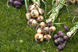 Gemüsezwiebeln - Onions