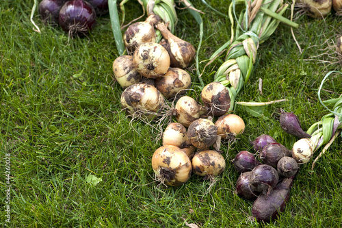 Photo: Gemüsezwiebeln - Onions Gemüsezwiebeln - Onions