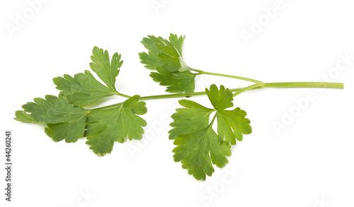 Photo: fresh herbs parsley fresh herbs parsley