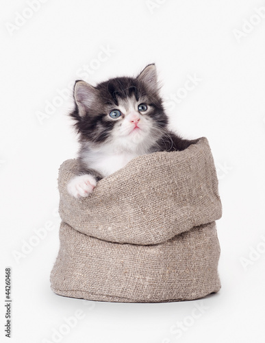 Photo: small siberian kitten in sackcloth bag on white background small siberian kitten in sackcloth bag on white background