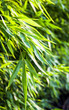 Fresh green bamboo backplate