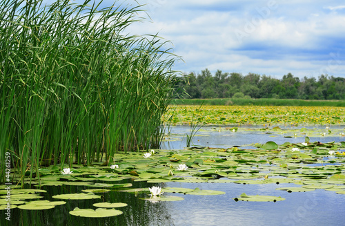 Photo: Cane and lilies on the lake Cane and lilies on the lake