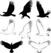 Vettoriale: eagle eagle