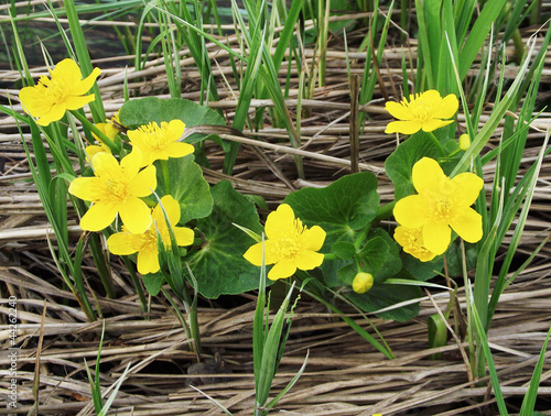 Photo: Bright flowers Bright flowers
