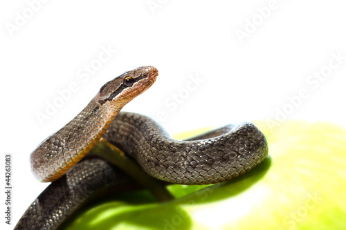 Photo: A snake coiled on an apple against a white background A snake coiled on an apple against a white background