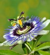 Passionsblume