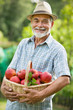 Gardener with a basket of ripe apples