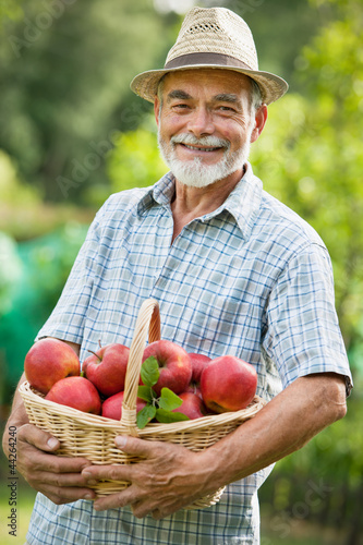 Foto: Gardener with a basket of ripe apples Gardener with a basket of ripe apples