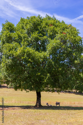 Photo: Chèvre angora sous un arbre à Loubressac Chèvre angora sous un arbre à Loubressac