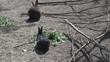 A rabbit family eating