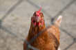 Freilandhuhn im Gehege