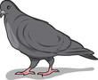 sitting bird (pigeon)